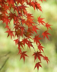 花 モミジ 10月23日の花と花言葉 モミジ 魅る魅るガーデニング
