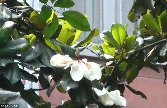 Onboard cameras can beam images straight back down to any Windows PC, enabling users to have another pair of eyes