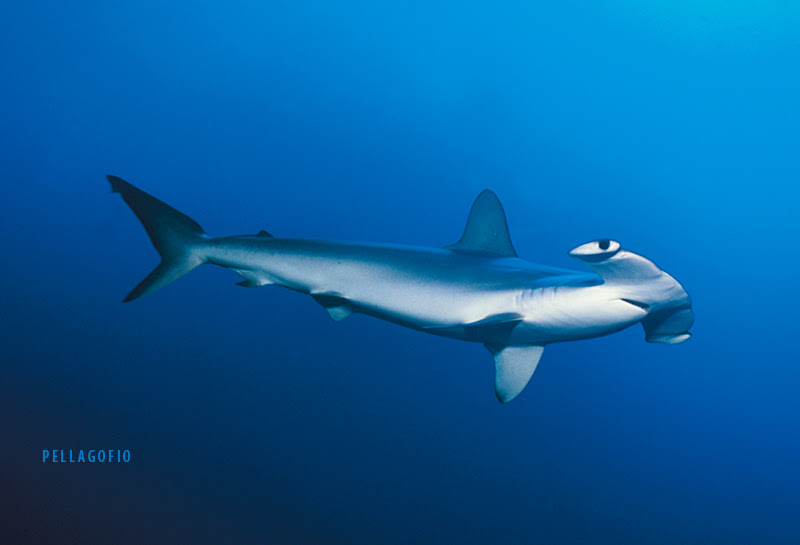 Tiburones y rayas en Canarias, riqueza natural y riqueza ...