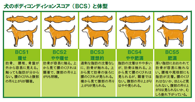 これで肥満とさよなら 犬の肥満の見極め方と簡単ダイエット方法