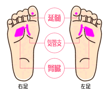 つらい咳に効く足つぼ 足ツボ