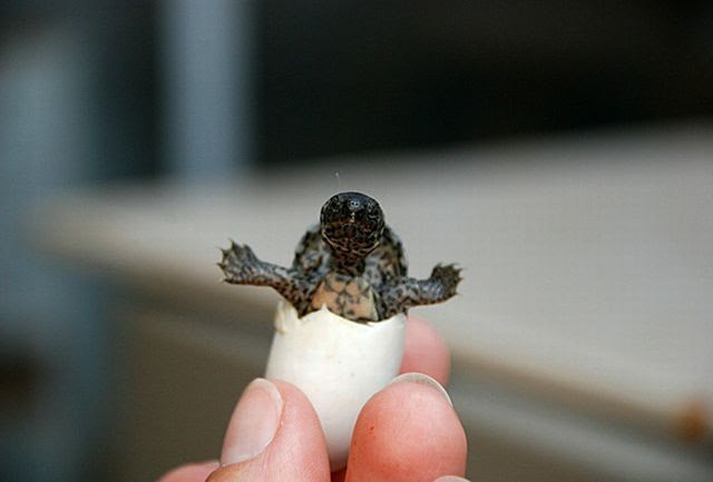 These Funny Animals
