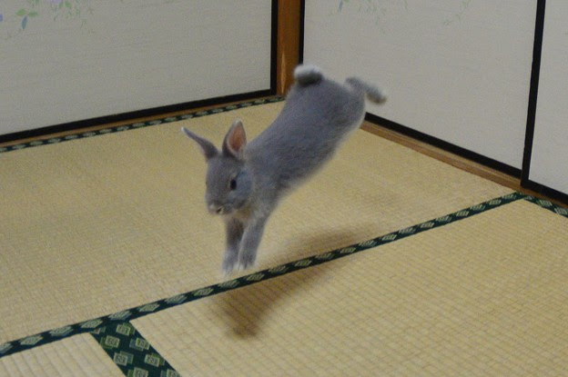うさぎジャンプ２ 写真共有サイト フォト蔵