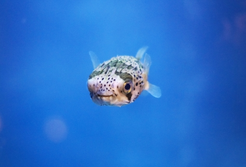 ハリセンボンの白点病の症状や治療 予防法について 熱帯魚 淡水魚 海水魚の図鑑