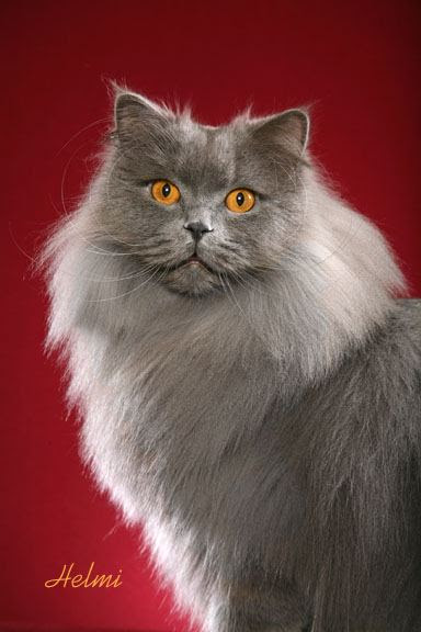 British Longhair Cat Photo copyright Helmi Flick - please respect copyright
