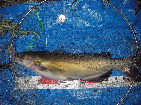 中川の鯉とヘラブナ釣り日記 ハゼをエサに大物狙い キタ しかし