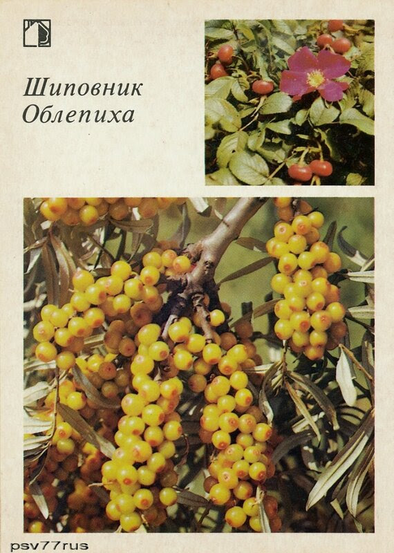 1. Шиповник. 2. Облепиха.