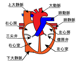 小春どうぶつ病院スタッフblog 11年05月