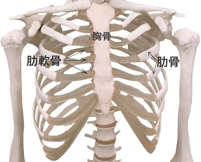 肋軟骨炎 体を動かすと胸が痛む 胸を押すと痛む 藤田鍼灸整骨院