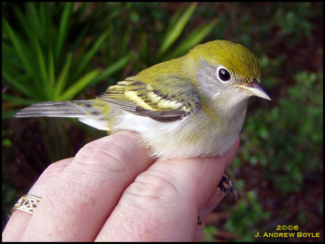 Chestnut-sided Warbler
