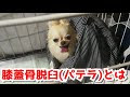 √画像をダウンロード 犬 膝蓋骨脱臼 サプリメント 234706-犬 膝蓋骨脱臼 サプリメント アンチノール