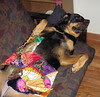 CQ Sheeba