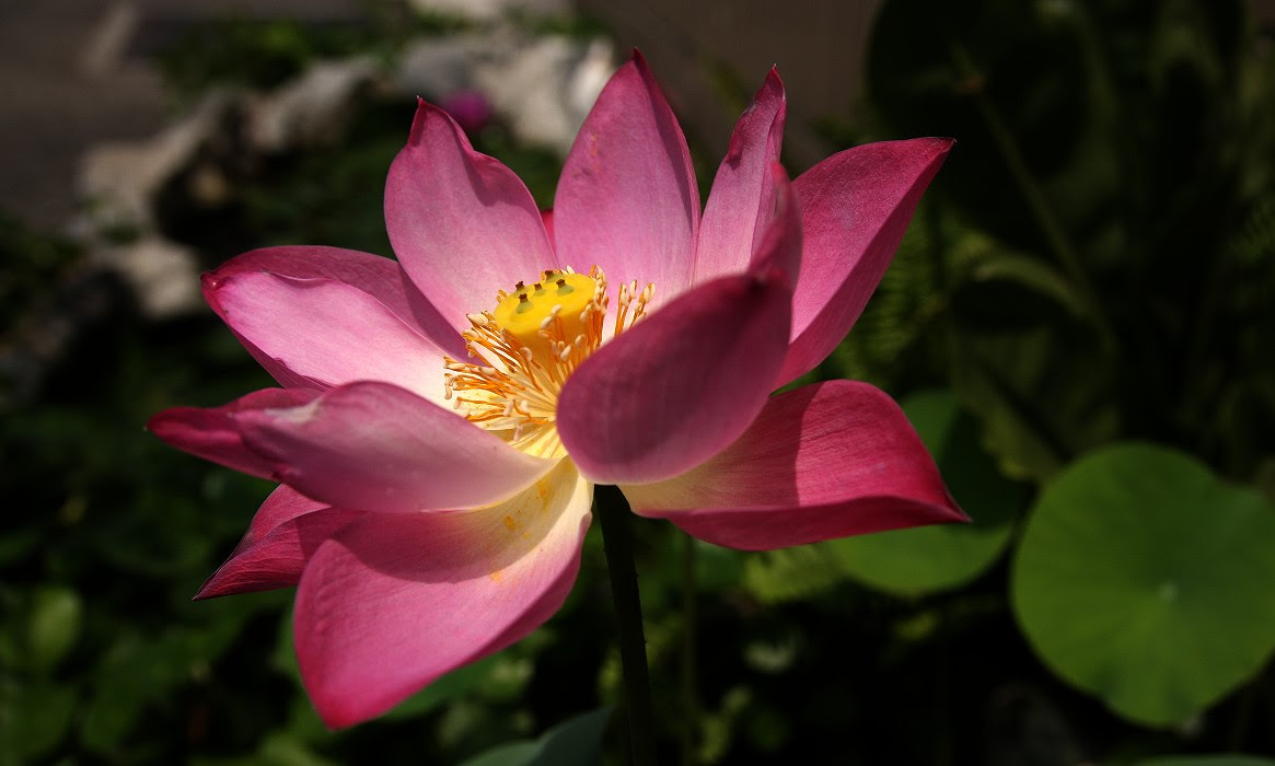 蓮花 荷花 Lotus 睡蓮water Lily 綠翠園美台灣分區forum Xmart Tw Formosa