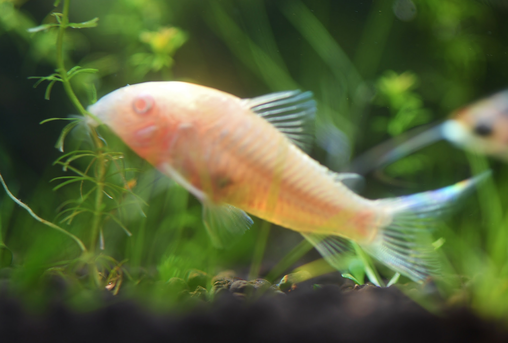 アルビノコリドラス Tojomedia