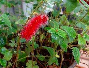 趣味の花図鑑 キャットテール