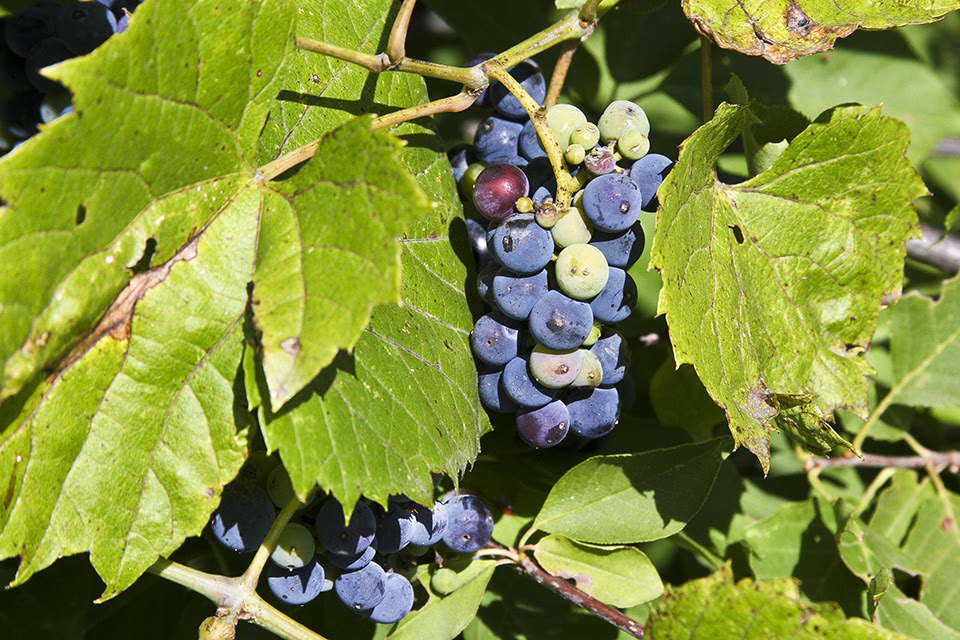 Minnesota Seasons - wild grape