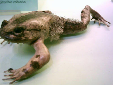 04_horror-frog