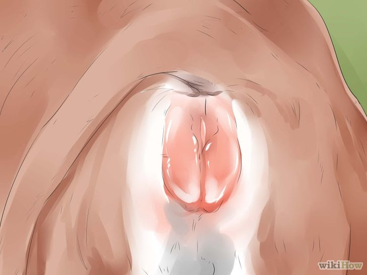 Tell if a Cow or Heifer Is About to Give Birth Step 9 Version 2.jpg