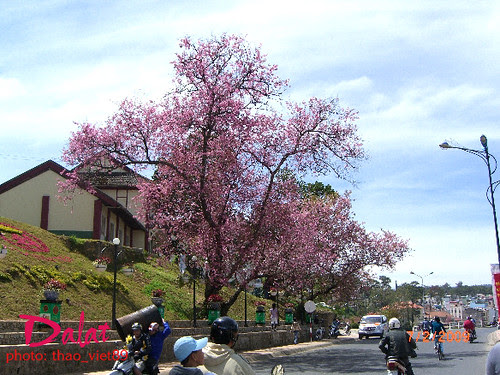 Hoa Mai Dalat no muo^n by you.
