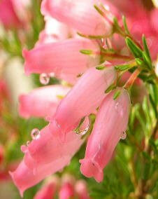 花 エリカ クリスマスパレード 12月23日の花と花言葉 エリカ クリスマスパレード