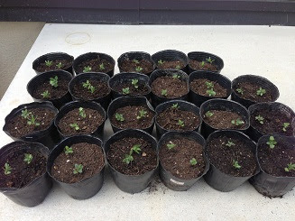 ラベンダー 種まきからの記録 Skylar Garden