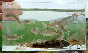 雑魚の水辺 日本淡水魚