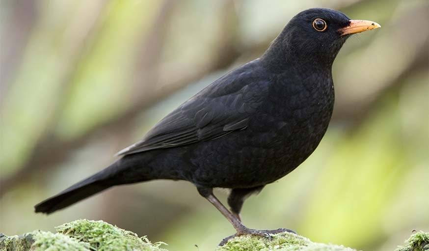 Savoir Reconnaître Les Oiseaux Quels Oiseaux Viennent Dans