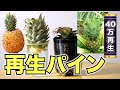【ベストコレクション】 ��イナップル 実 931481-パイ��ップル 実の付き方
