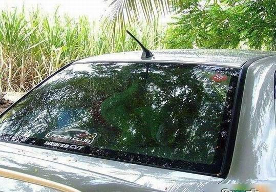 Foto-foto pasangan yang tengah kasmaran sedang ML diatas Mobil yang diparkir di pinggir sawah "Making Love di atas Mobil"
