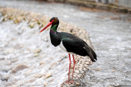 春回大地 長春動植物公園裡的動物們都在干啥 吉林頻道 人民網