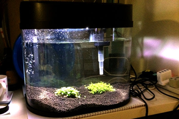 懶人養魚 3 水草 Blog Annineko 最新結婚 婚禮及親子資訊blog 婚享同學會 Esdlife