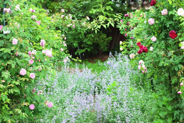 マリー アントワネット ジョセフィーヌの庭を淡路に再現 淡路夢舞台薔薇祭 18 開催 Le Port Web