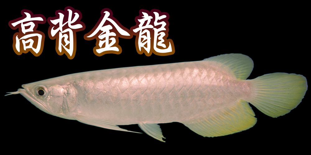 品種 アジアアロワナ 神畑養魚株式会社