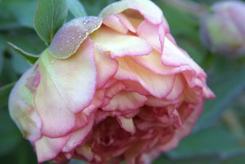 peony,flower