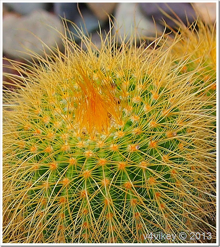 Cactus