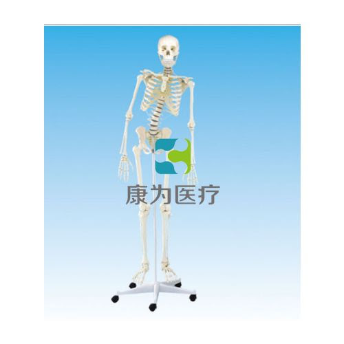 女性全身骨骼模型 脊柱骨可弯曲 康为医疗 女性全身骨骼模型 脊柱骨可弯曲 Kangway康为医疗 让医疗教学培训真实触手可及