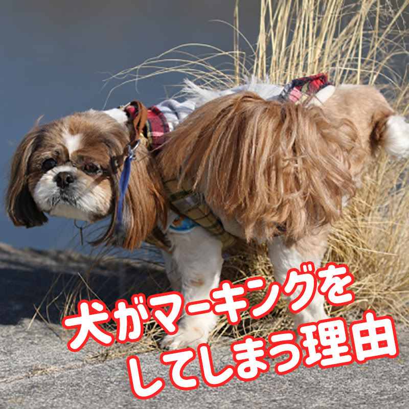 犬がマーキングをしてしまう理由はこれだった マーキングに困っている時のしつけ法