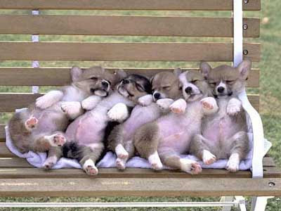 cute animals video Myspace Cute Animals Layouts Cutest Animals