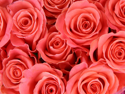 色とりどりの美しい花のキレイで高画質な画像 壁紙 写真まとめサイト Pictas