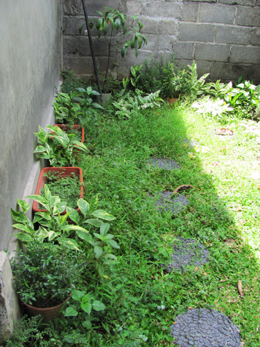 バリ島くんだり日記 芝生モドキの危機