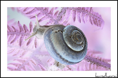 Snail