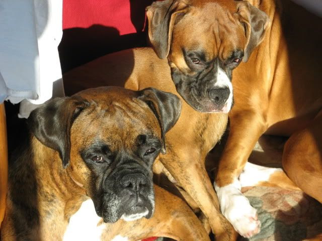 Agility Boxers