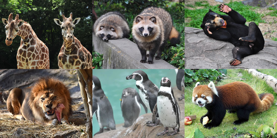 動物園の見どころ情報 動物園 東山動植物園