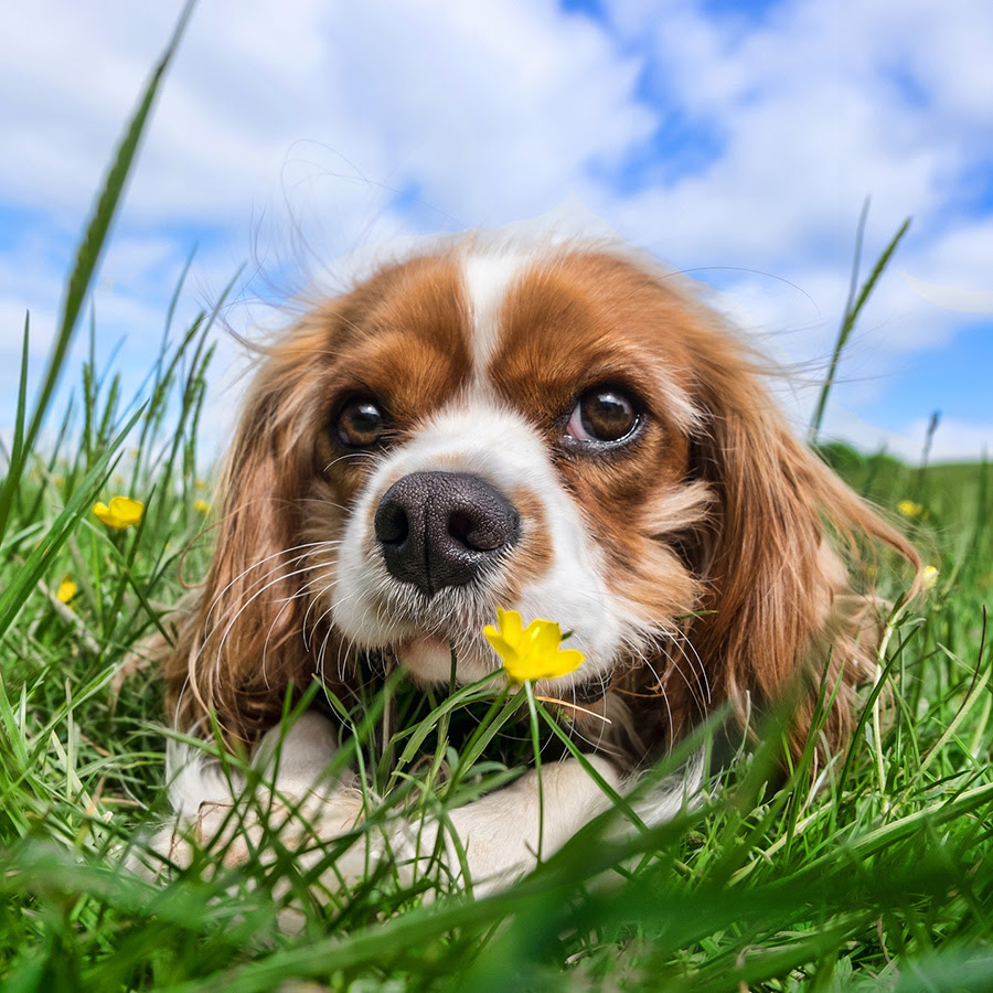 愛犬が雑草を食べてしまうのはなぜ 犬が食べてはいけない野草は