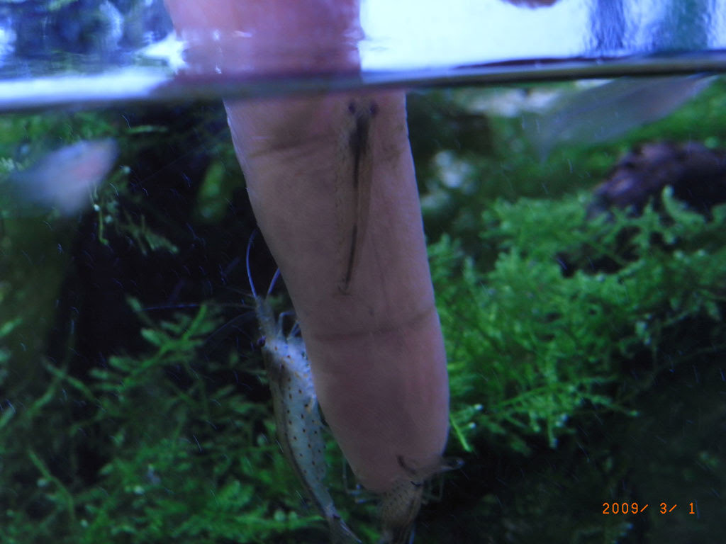 ヤマトヌマエビ 生き物コーディング