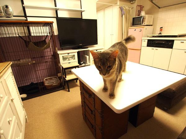 1rでも諦めない 大人2人と赤ちゃんと猫2匹の暮らし お部屋改造計画