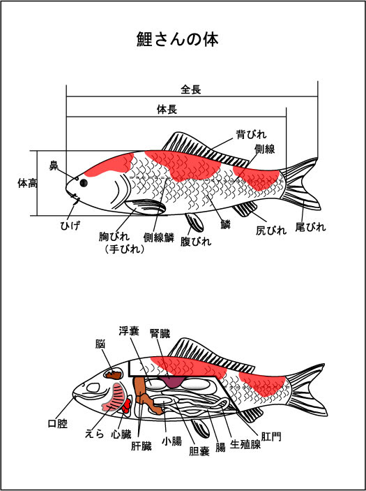コイさんの飼い方 錦鯉 品種 病気 ｋｏｉ ｋｅｅｐｉｎｇ