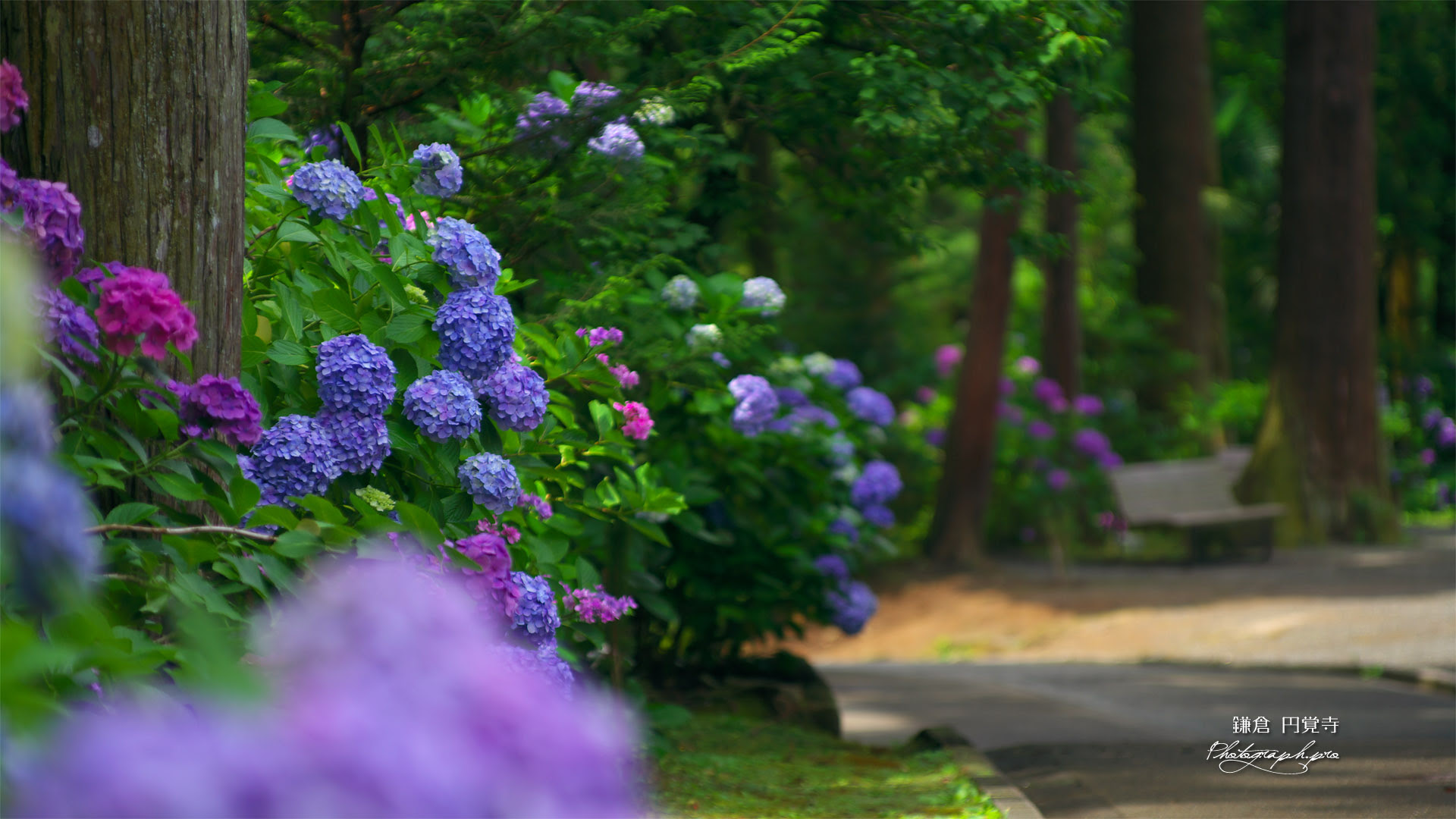 円覚寺の紫陽花 の壁紙 19x1080