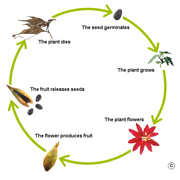 Life Cycle Of A Plant