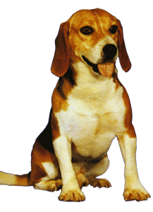 株 日本医科学動物資材研究所 実験動物 ビーグル犬